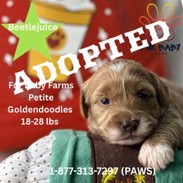 Boy 2 - Apricot male Goldendoodle puppy in Michigan from Fur Baby Farms