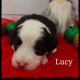 Lucy - Black and white female Sheepadoodle puppy in Farley, Iowa from Iowa's Doodle Co.