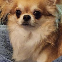 Chihuahuas from Heather Jackson
