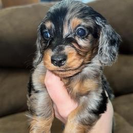 Lainey - Dapple female Dachshund puppy in Goldthwaite, Texas from Mini Mama Dachshunds