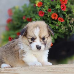 Goofy - Sable male Pembroke Welsh Corgi puppy in Caliente, California from Rafter Cross 7