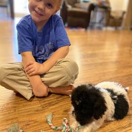 Goldendoodle Puppies from Mickey and Molly-multi-gen goldendoodles
