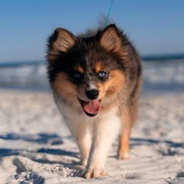 Zelda - Pomsky