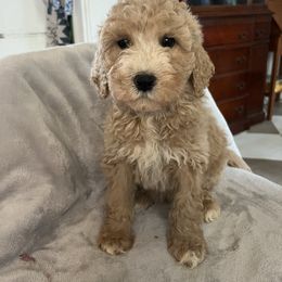 Delilah - Cream female Goldendoodle puppy in Lowville, New York from Adirondack Labradoodles