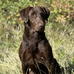 Tuff - Labrador Retriever