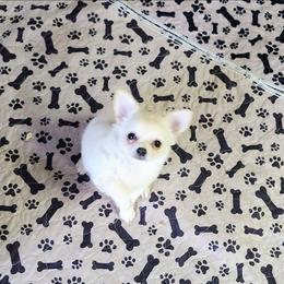 Annie AKC - Cream and white female Chihuahua puppy in Greenfield, Ohio from Paradise Chihuahua Kennel