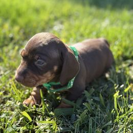 Woody - Chocolate and tan male Dachshund puppy in Anaheim, California from SoCal Mini Dachshunds
