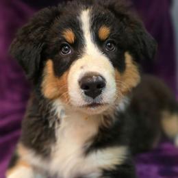 Aphrodite - Black tri-color female Australian Shepherd puppy in Smithfield, Utah from Invictus Farms