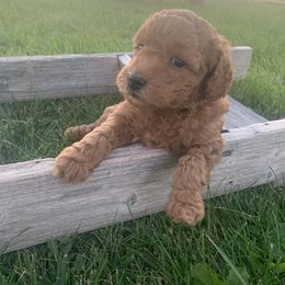 German Shorthaired Pointer and Labradoodle Puppies from Faddis Family Farms