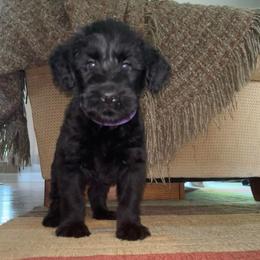 Xena - Black female Giant Schnauzer puppy in Noblesville, Indiana from Stratton House Kennels