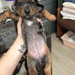 Dachshund Puppies from Hursh’s Hounds