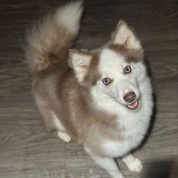 Millie - Pomsky