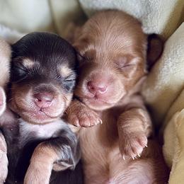 Dachshunds and Labrador Retrievers from Pure Joy Labradors and Mini Dachshunds