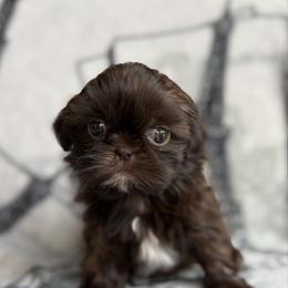 Professor - Chocolate male Shih Tzu puppy in Las Vegas, Nevada from Vegas Shih Tzus