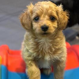 Hope - Apricot female Aussiedoodle puppy in Cedar Park, Texas from Lollipups Mini Aussiedoodles