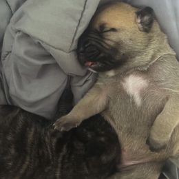 Perro de Presa Canarios from Joshua's Perro de Presa Canario