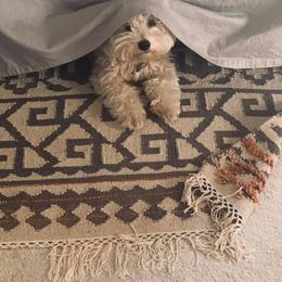 Goldendoodle Puppies from Timberland Falls Goldendoodles