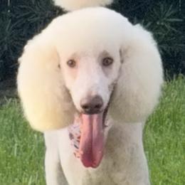 Labradoodles from Prime & Prissy Pooches