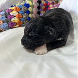 Ash(has tail) - Black tri-color male Australian Shepherd puppy in Butler, Georgia from Aussies at Howling Hill Farm