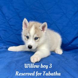Willow boy 3 - Gray and white male Siberian Husky puppy in Ocala, Florida from Florida Husky Puppies