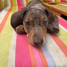Jack - Dapple male Dachshund puppy in Ben Wheeler, Texas from P&P Dachshunds