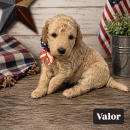Valor aka Tan Collar - Cream male Goldendoodle puppy in Portland, Tennessee from Happy_Tails_by_TJ