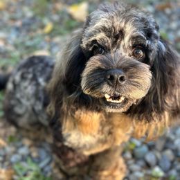 Pharaoh - Merle male Cockapoo puppy in Deming, Washington from Heavenly Puppies to Love