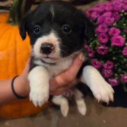 Female 1 - Black tri-color female Assorted Doodle Crosses puppy in Mouth Of Wilson, Virginia from Holly Ridge Aussies, Aussiedoodles & Corgis