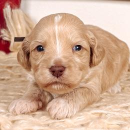 Merrel - Caramel ice female Australian Labradoodle puppy in Decatur, Alabama from Southern Meadows Doodles