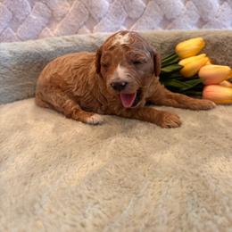 Lance - Red  male Goldendoodle puppy in Bucyrus, Missouri from Hill Top Pomskies