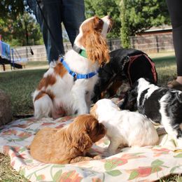Cavalier King Charles Spaniel Puppies from Critter's Cottage Cavaliers