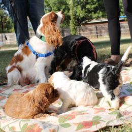 Cavalier King Charles Spaniel Puppies from Critter's Cottage Cavaliers