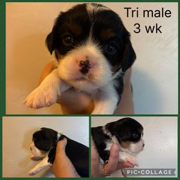 Tri green - Tri-color male Cavalier King Charles Spaniel puppy in Greenleaf, Wisconsin from Ledgetop Family Cavaliers