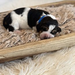 Biscuit - Black brown and white male Basset Hound puppy in Lone Jack, Missouri from Wee Little Bassets