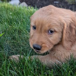 Poppy (Blue Collar) - Dark golden Golden Retriever puppy in Buckley, Washington from Chrysus Spirit Goldens