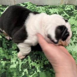 Bulldog Puppies from Bulldog's 4 Brothers