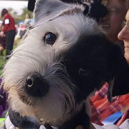 Parson Russell Terriers and Portuguese Podengo Pequenos from Wild Fire