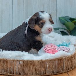 Bernedoodle and Cavapoo Puppies from Positively Doodles