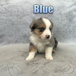 Miniature American Shepherd and Miniature Australian Shepherd Puppies from Regal Miniature American Shepherds | Regal Miniature Australian Shepherds