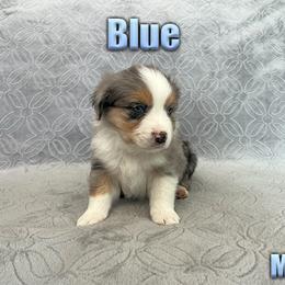 Miniature American Shepherd and Miniature Australian Shepherd Puppies from Regal Miniature American Shepherds | Regal Miniature Australian Shepherds