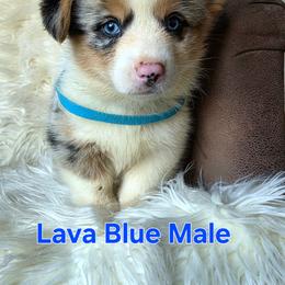 Blue Male - Blue male Pembroke Welsh Corgi puppy in Wayne City, Illinois from Lash Livestock & Corgis