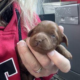 Goldendoodle Puppies from Wasatch Back Goldendoodles