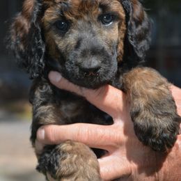 Poodle Puppies from Middlebranch Farm Standard Poodles