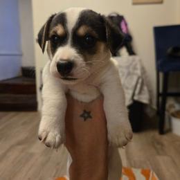 Boy 1 - Tri-color male Russell Terrier puppy in Kemp, Texas from Dodd's Shorty Jack Russells