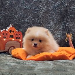 "Billy" - Cream Pomeranian puppy in Three Rivers, California from Mountain Mama's Poms