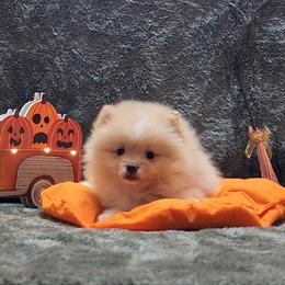 "Billy" - Cream Pomeranian puppy in Three Rivers, California from Mountain Mama's Poms