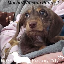Puppy 1 - Chocolate and tan female Dachshund puppy in Anamosa, Iowa from Melsh Precious Pets
