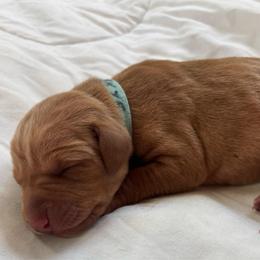 Skye - Golden rust female Vizsla puppy in Plymouth, Minnesota from Carlson Vizslas