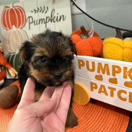 Precious - Black and gold female Yorkshire Terrier puppy in Citrus Springs, Florida from Lulus toy poodles