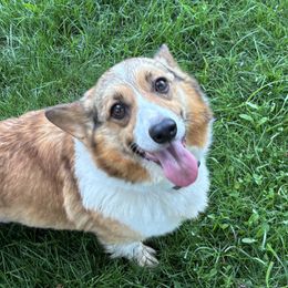 Sadie - Pembroke Welsh Corgi